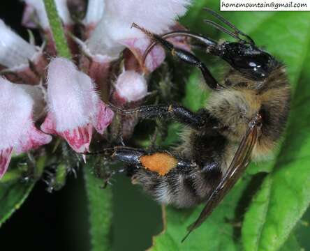 Слика од Bombus pseudobaicalensis Vogt 1911