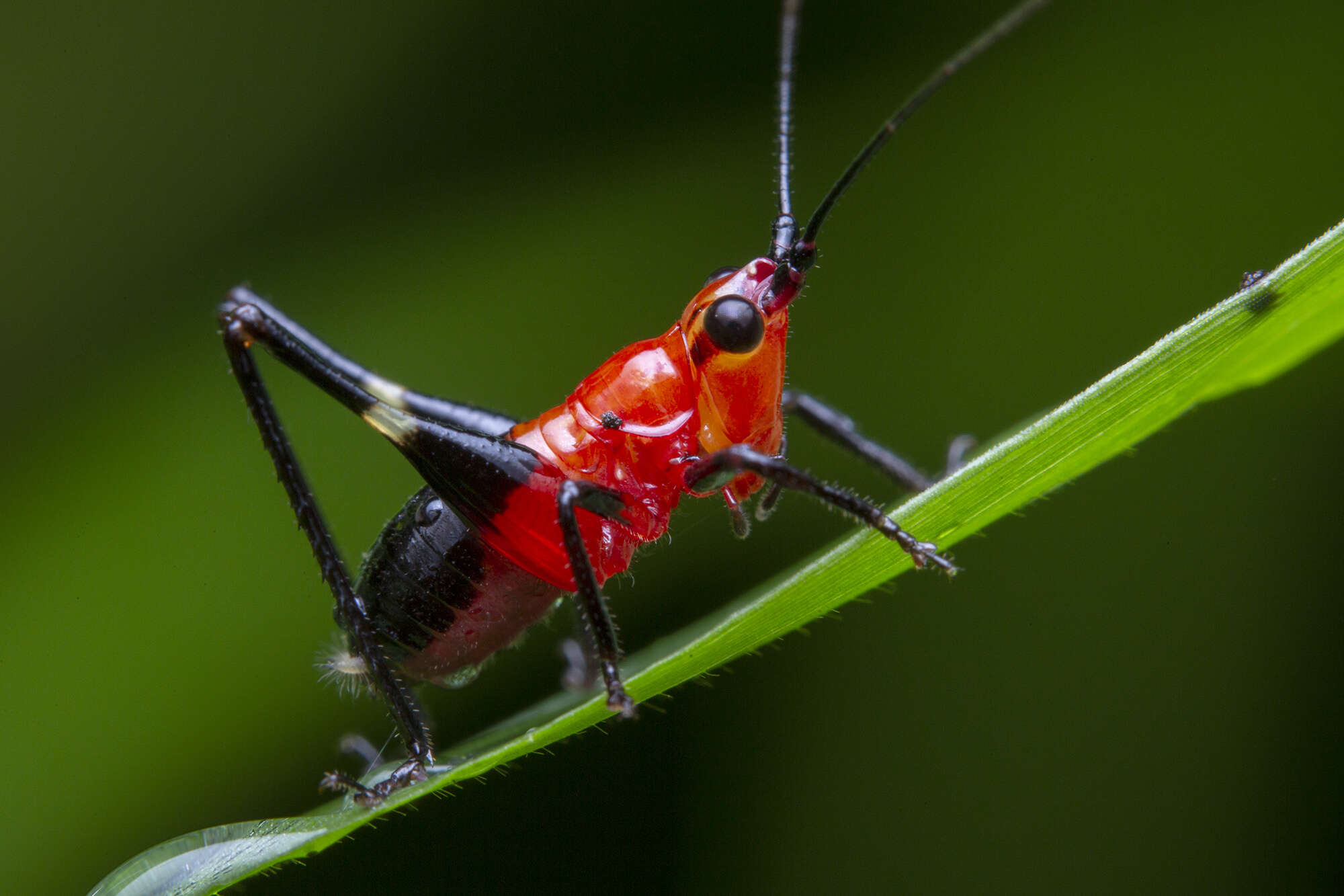 Image of Conocephalus (Anisoptera) melaenus (Haan 1843)