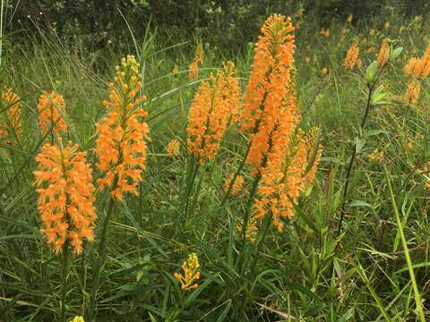 Image de Platanthera chapmanii (Small) Luer