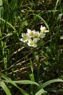 Imagem de Anemonastrum narcissiflorum subsp. crinitum (Juz.) Raus