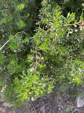 Image of Cyanothamnus anemonifolius subsp. variabilis