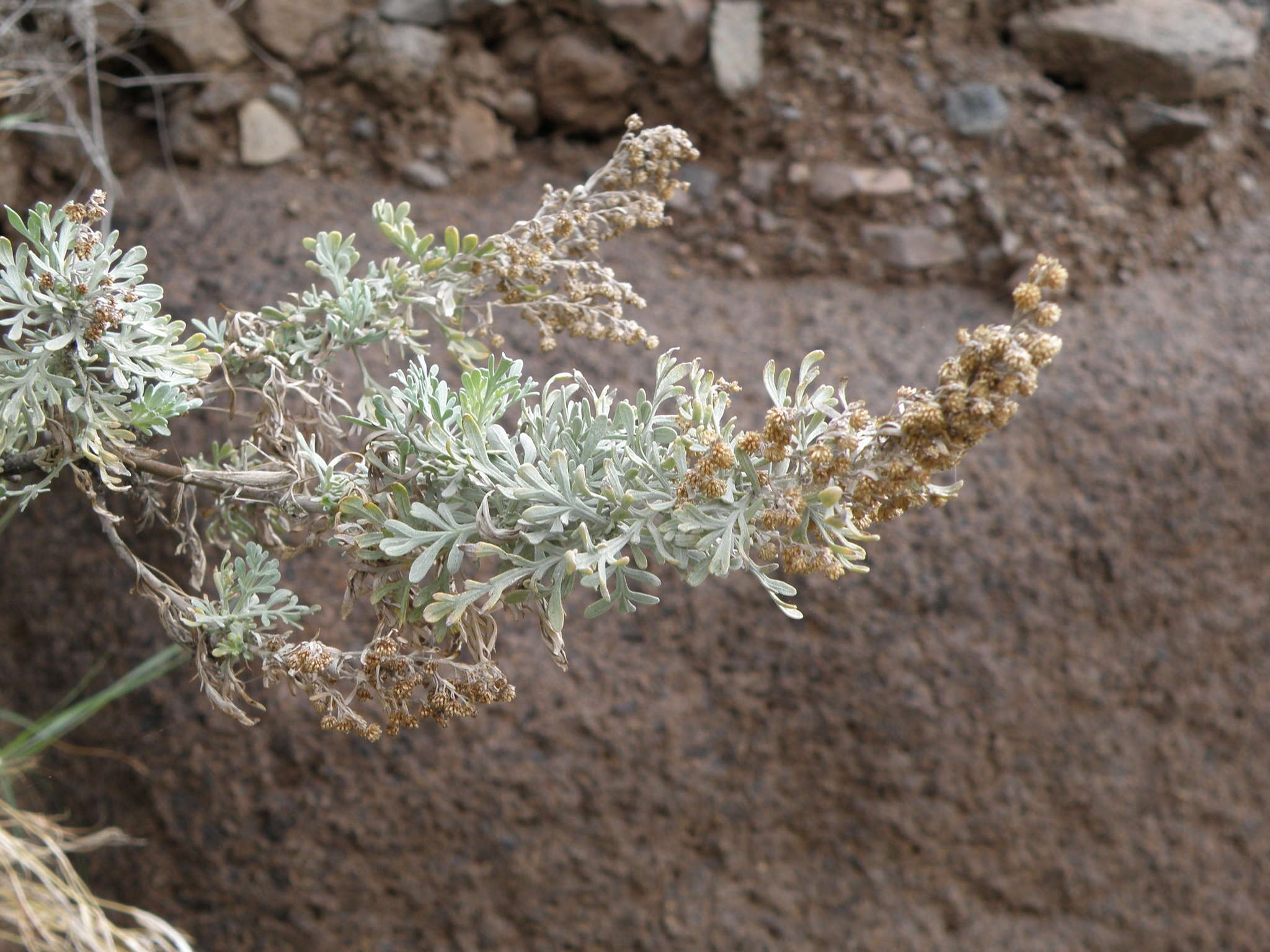 Image of Artemisia thuscula Cav.