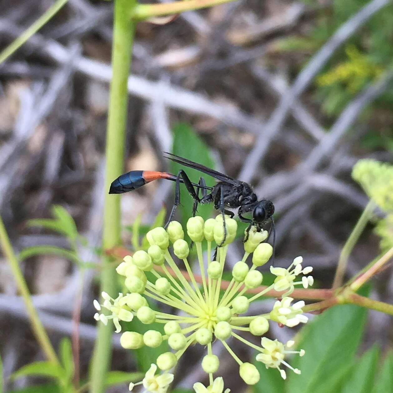 Image of Ammophila evansi Menke 1964