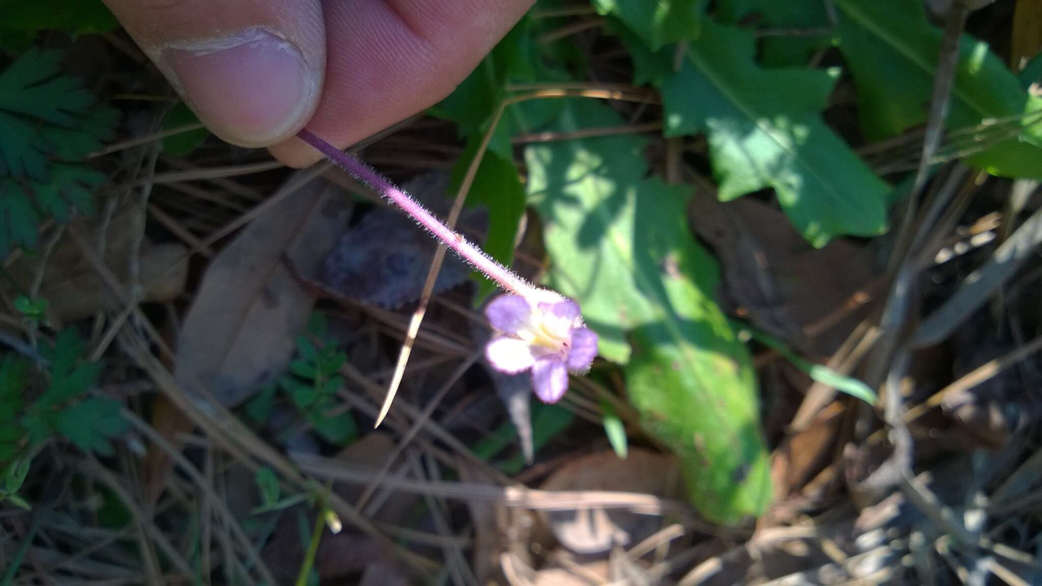 Image de Aphyllon uniflorum (L.) Torr. & A. Gray