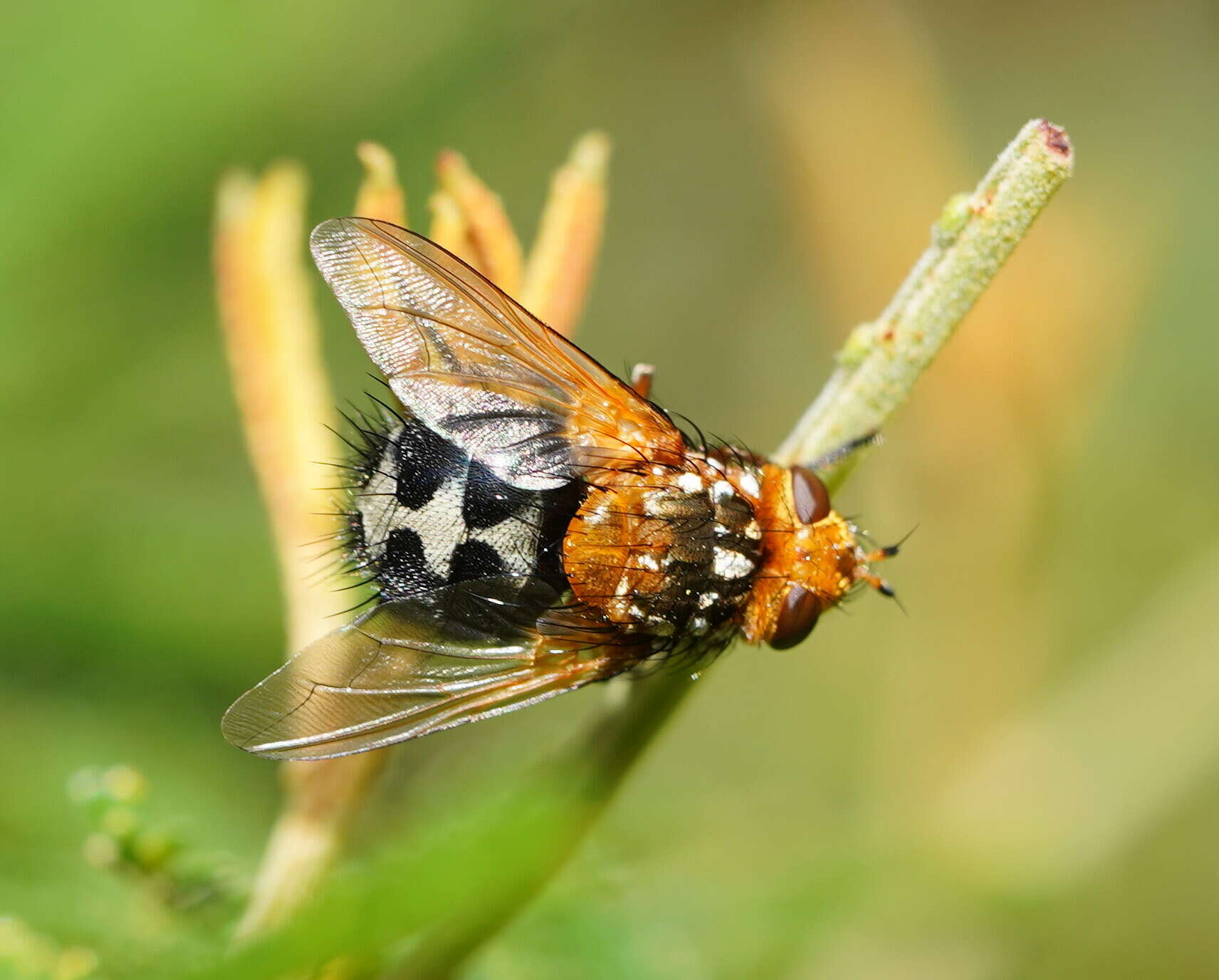 Image of Microtropesa nigricornis Macquart 1851