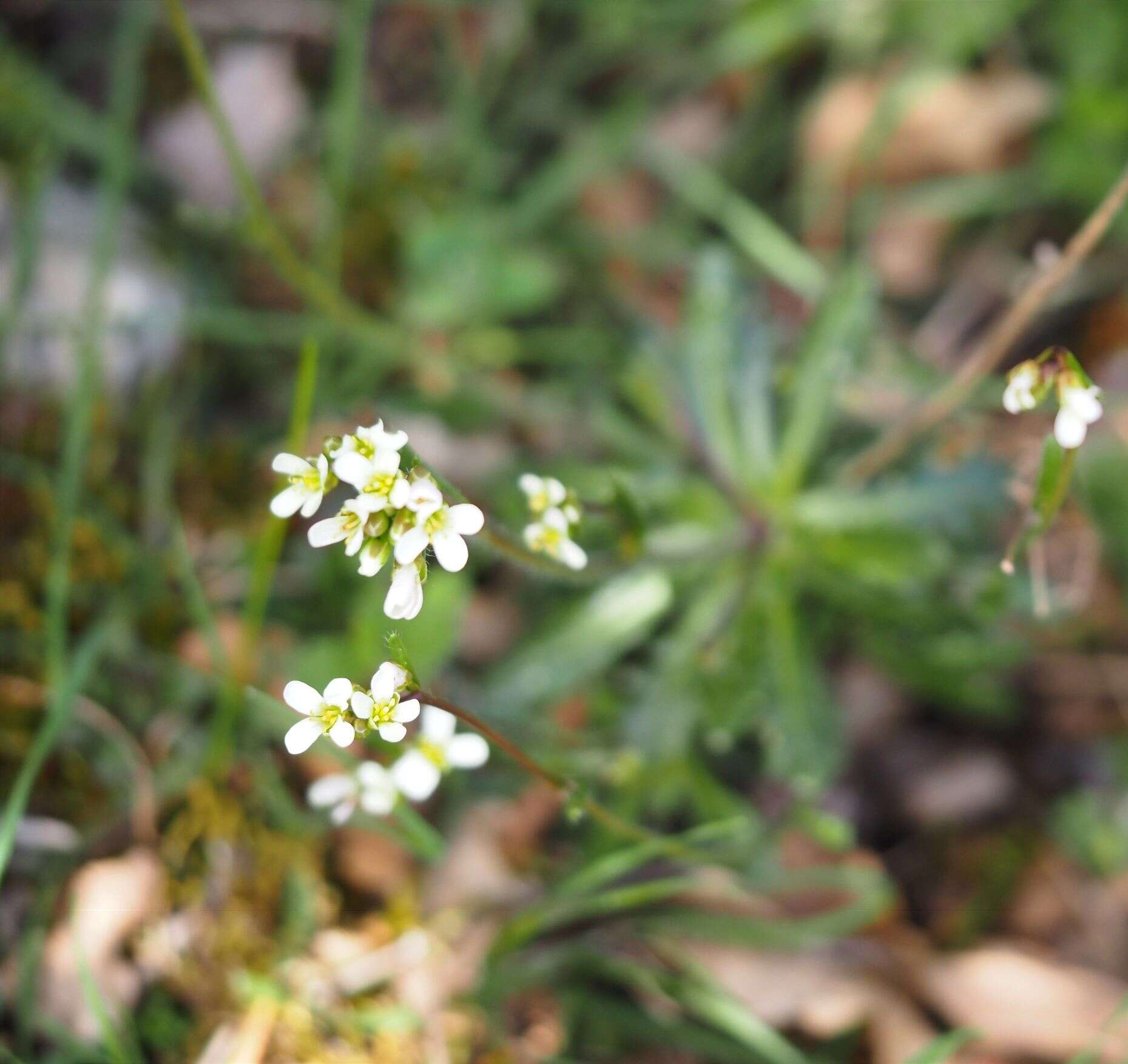 صورة Arabis scabra All.