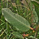 Sivun Pachycarpus natalensis N. E. Br. kuva
