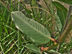 Image of Pachycarpus natalensis N. E. Br.