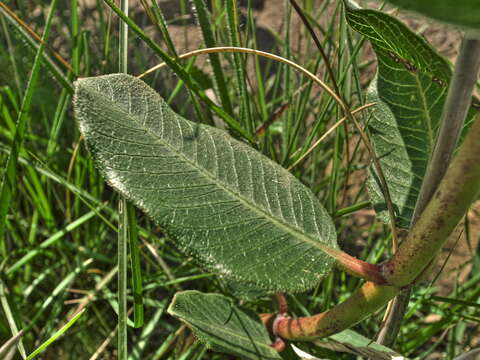 صورة Pachycarpus natalensis N. E. Br.