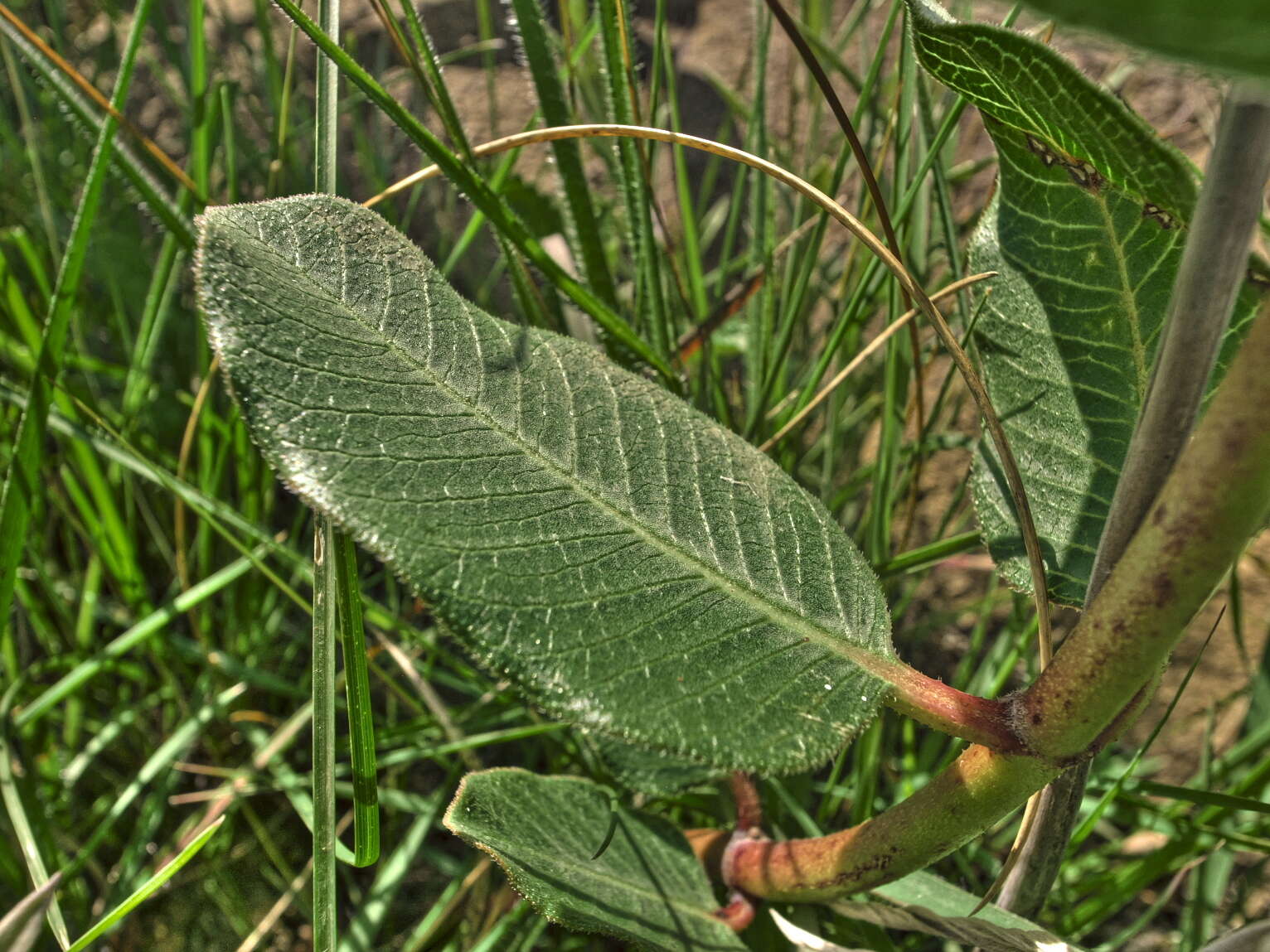 Image of Pachycarpus natalensis N. E. Br.
