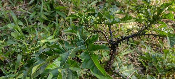 Imagem de Solanum atropurpureum Schrank