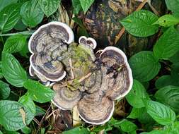 Sivun Trametes cubensis (Mont.) Sacc. 1891 kuva