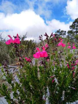 Image of autumn sage