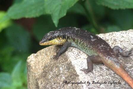 Image of African Five-lined Skink