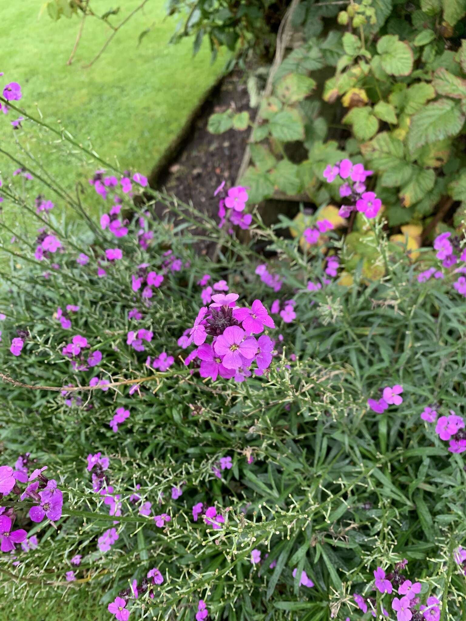 Image of Erysimum linifolium (Pers.) J. Gay