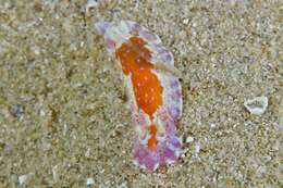 Image of Chromodoris alternata (Burn 1957)