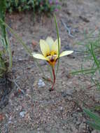 Image of Romulea montana Schltr. ex Bég.