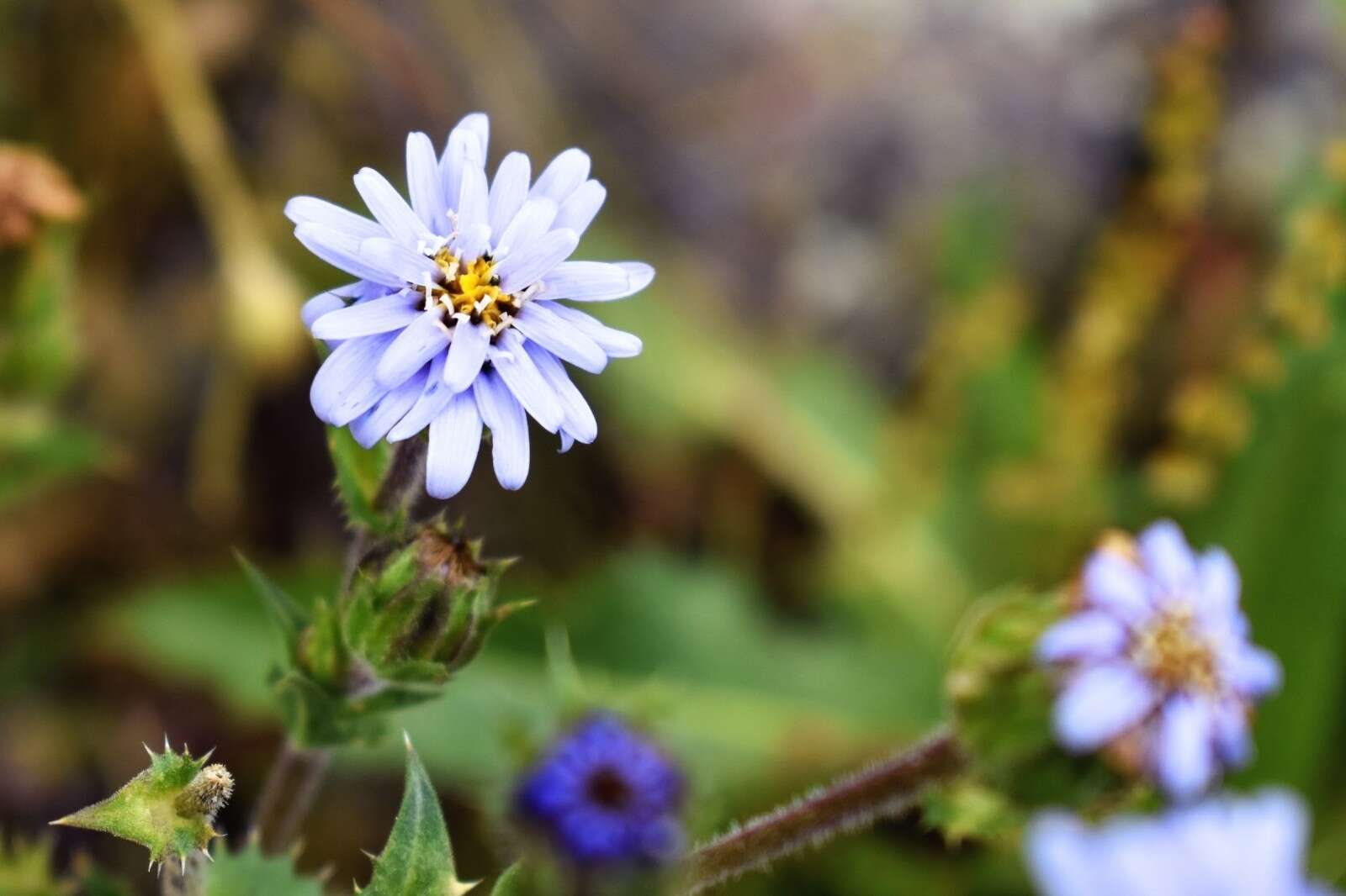 Image of Perezia multiflora subsp. multiflora