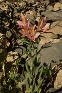 Image of Alstroemeria ligtu subsp. splendens Muñoz-Schick