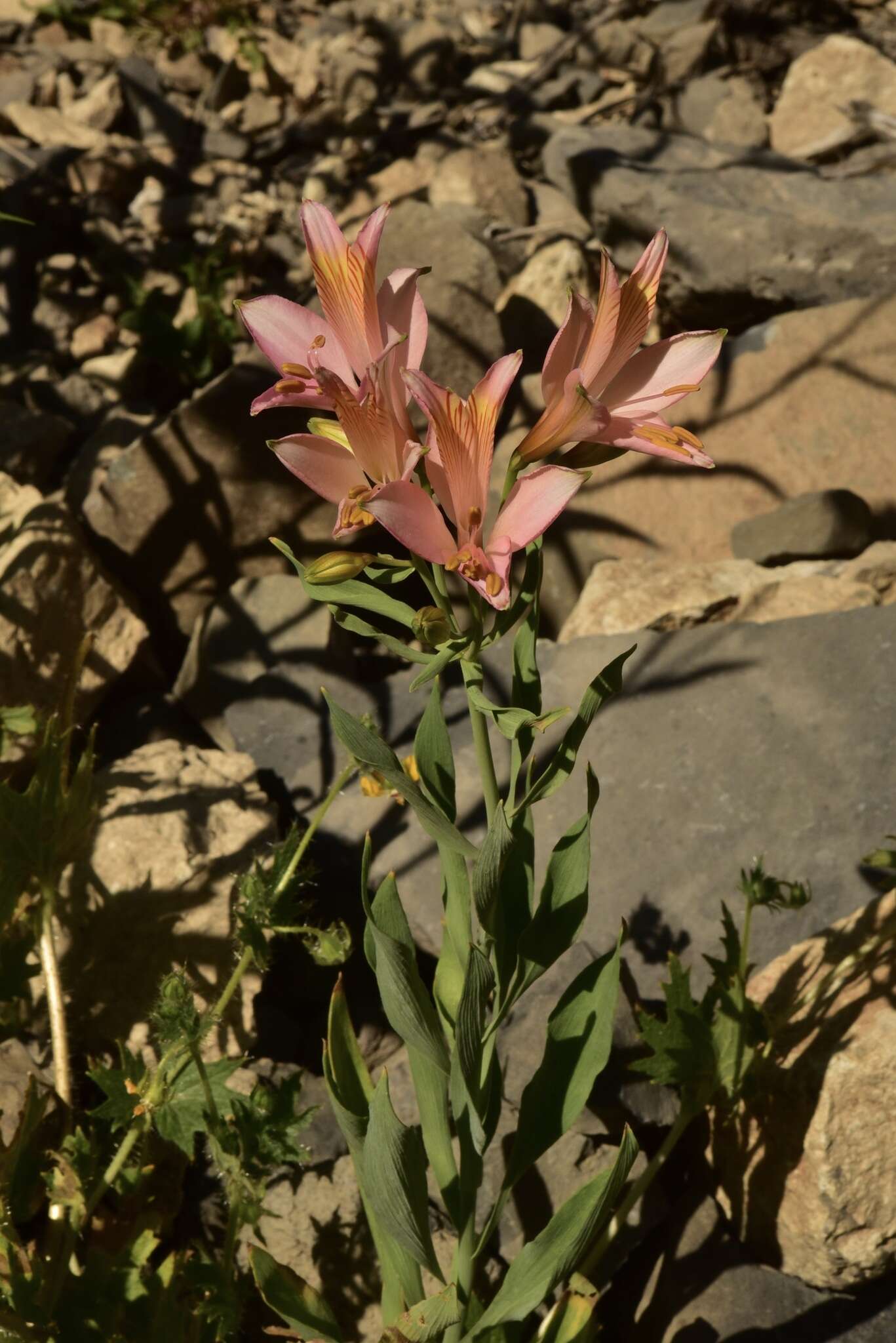 Image of Alstroemeria ligtu subsp. splendens Muñoz-Schick