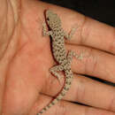 Image of Kerman Bent-toed Gecko