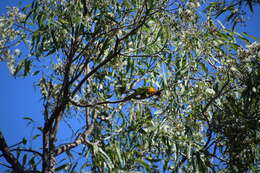 Image of Red-collared Lorikeet