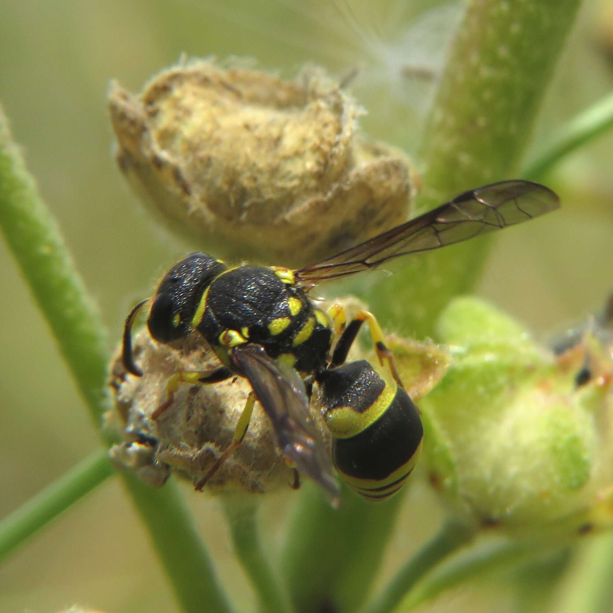 Image of Ancistrocerus renimacula Lepeletier 1841