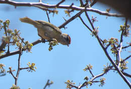 صورة Hylophilus amaurocephalus (Nordmann 1835)