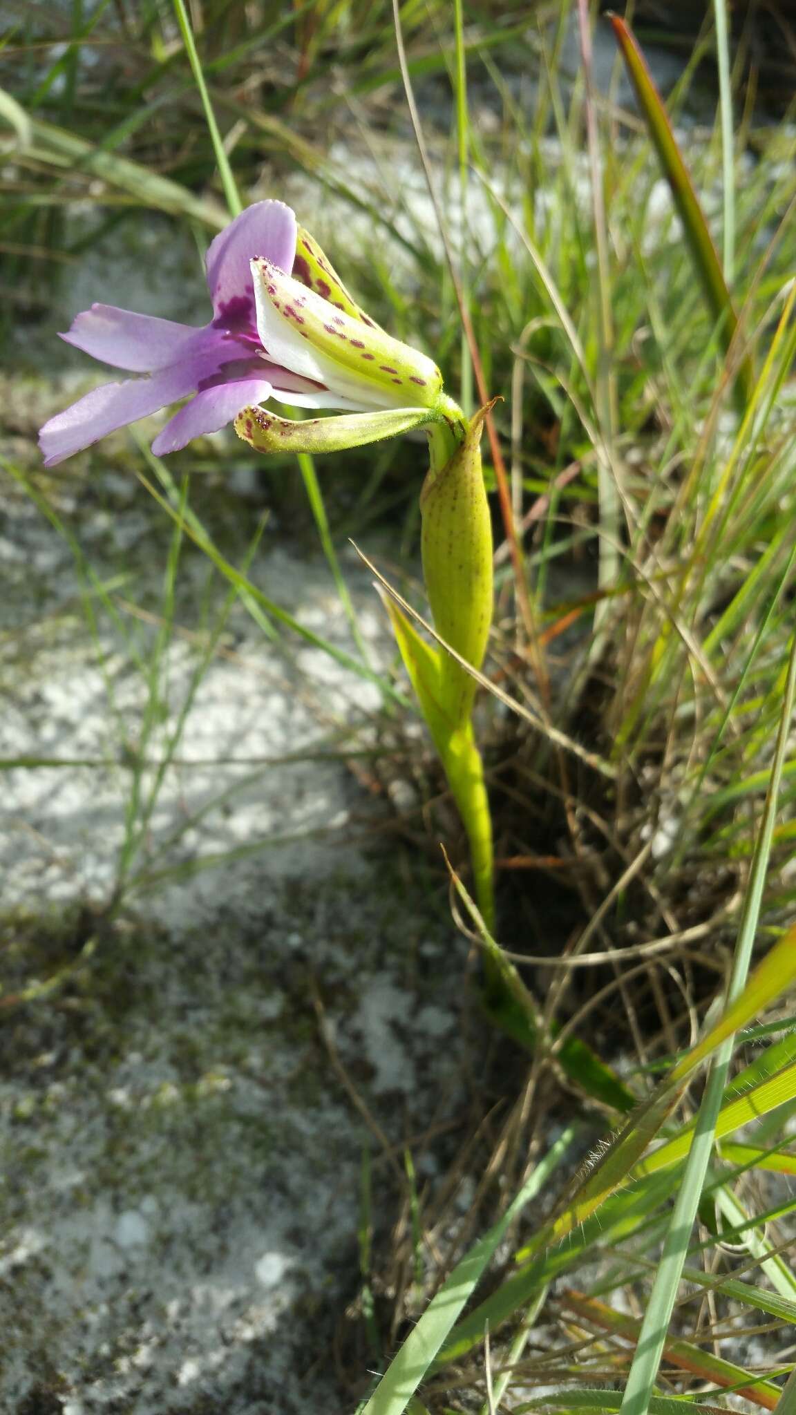 Image de Cynorkis uniflora Lindl.