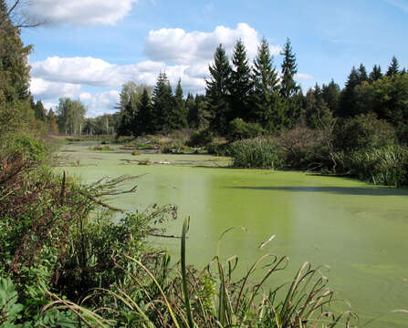 Image of Rootless Duckweed