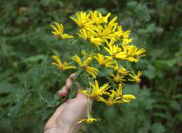 Imagem de Senecio nemorensis L.