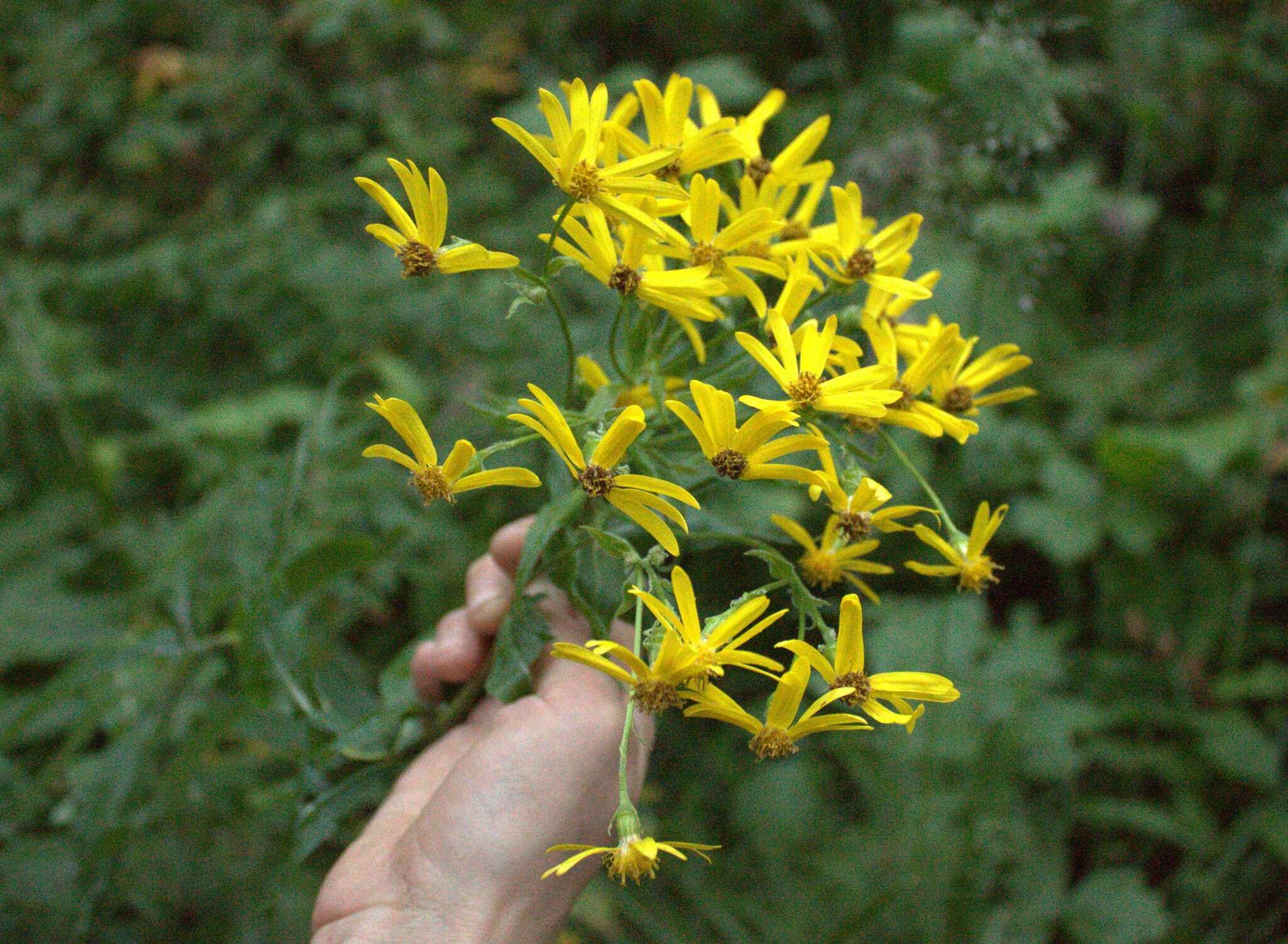 Imagem de Senecio nemorensis L.