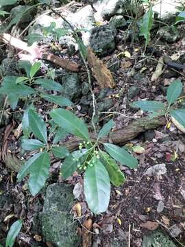 Image of Turkey bush