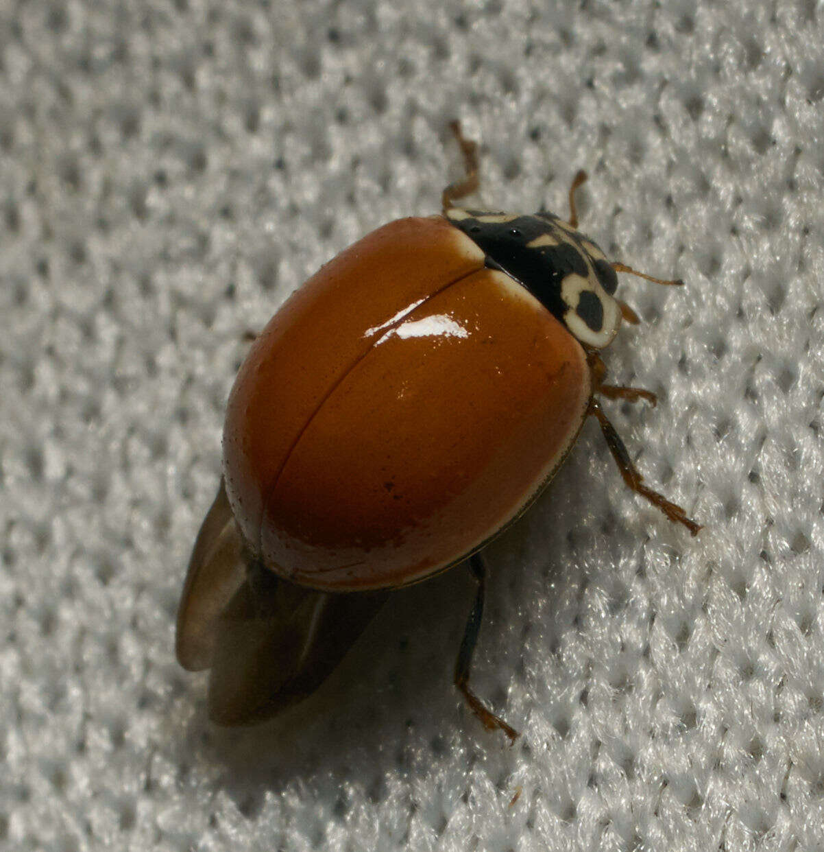 Image of Western Blood-Red Lady Beetle