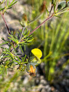 Слика од Gompholobium tomentosum Labill.