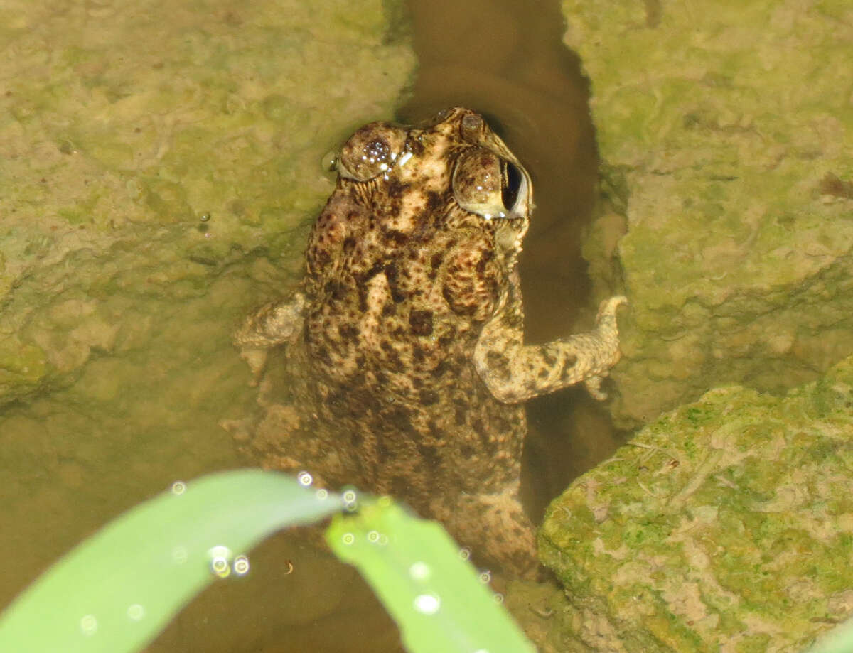 Rhinella beebei (Gallardo 1965) resmi