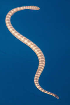 Image of Persian Gulf Sea Snake