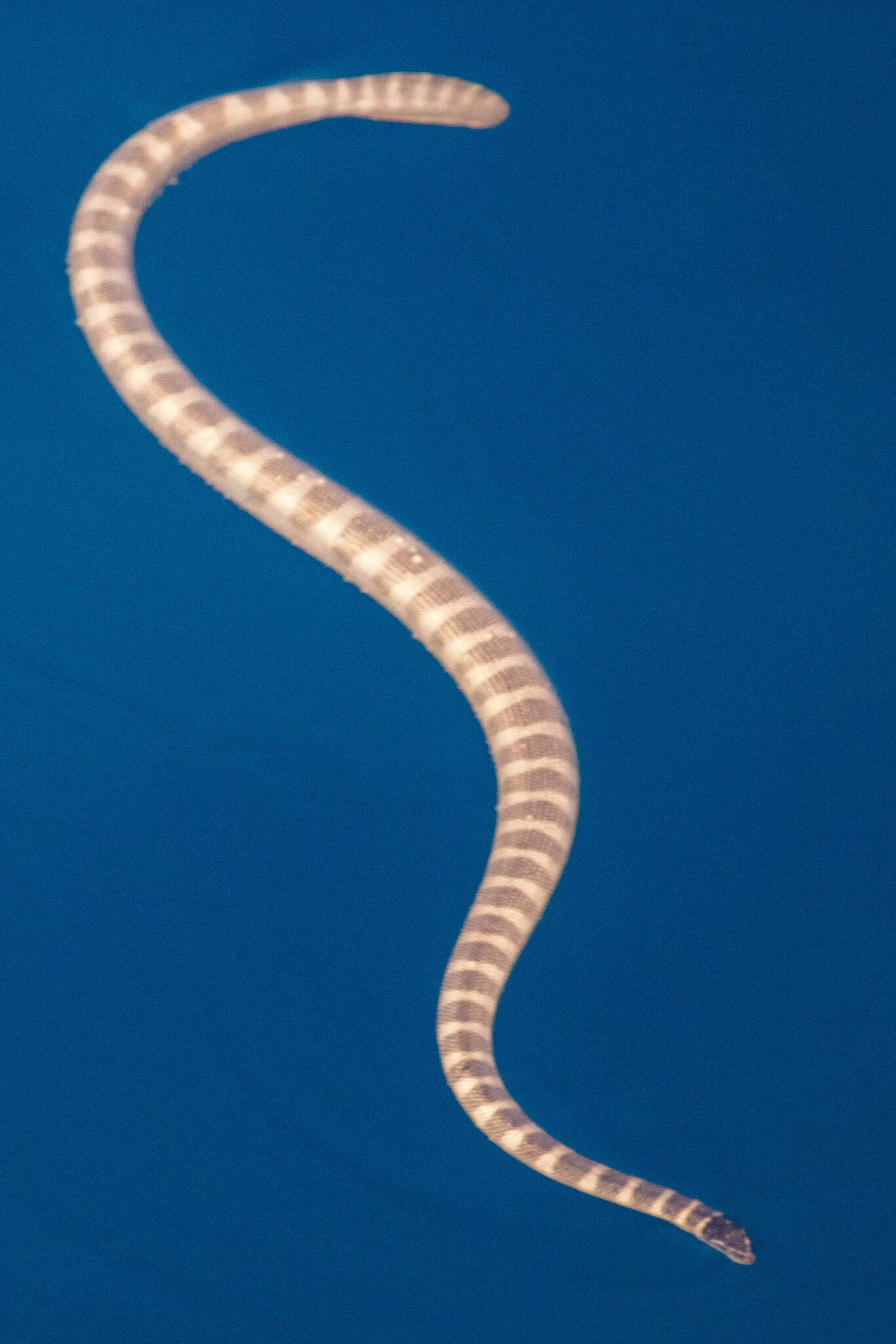 Image of Persian Gulf Sea Snake