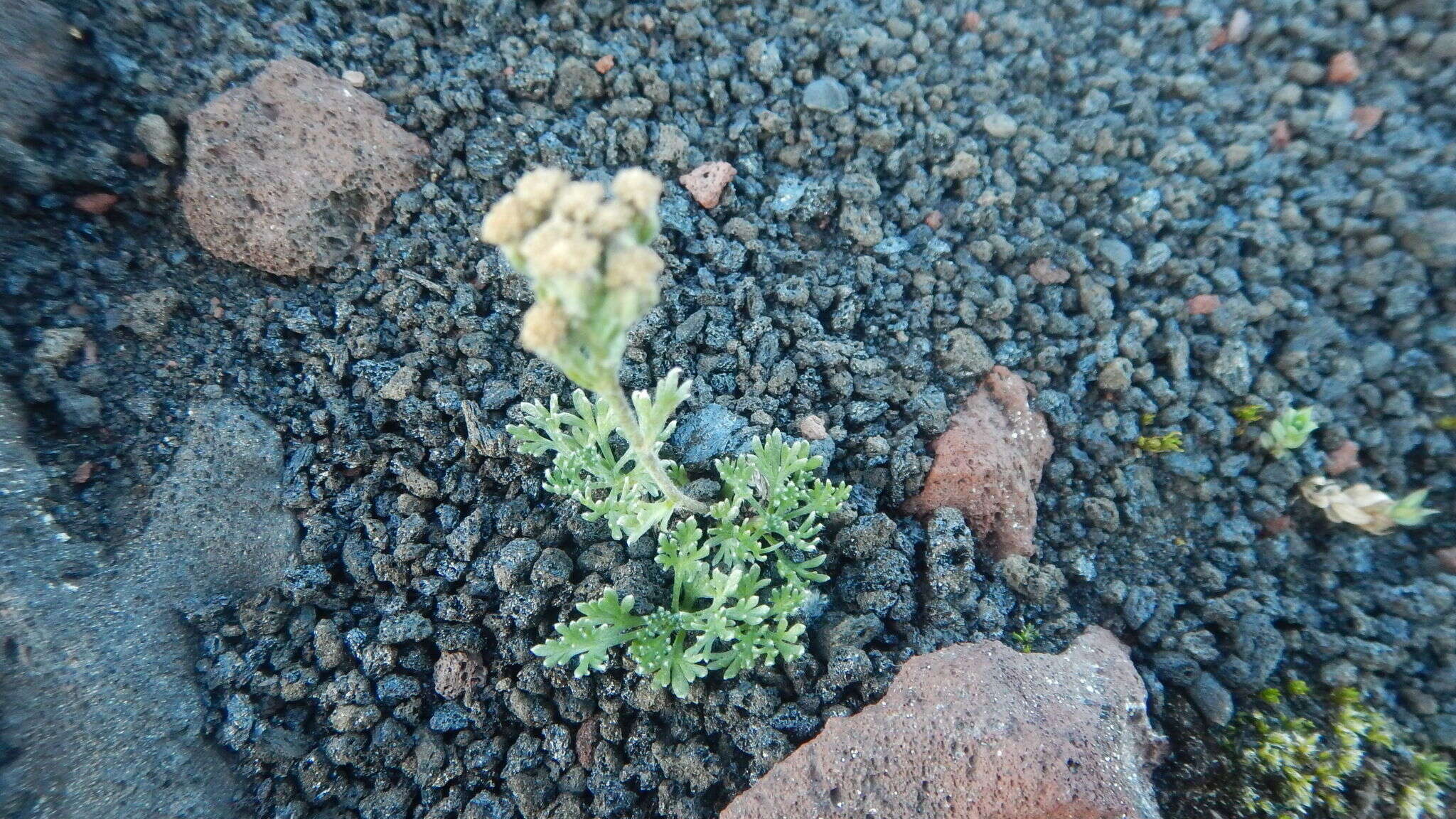 Plancia ëd Artemisia glomerata Ledeb.