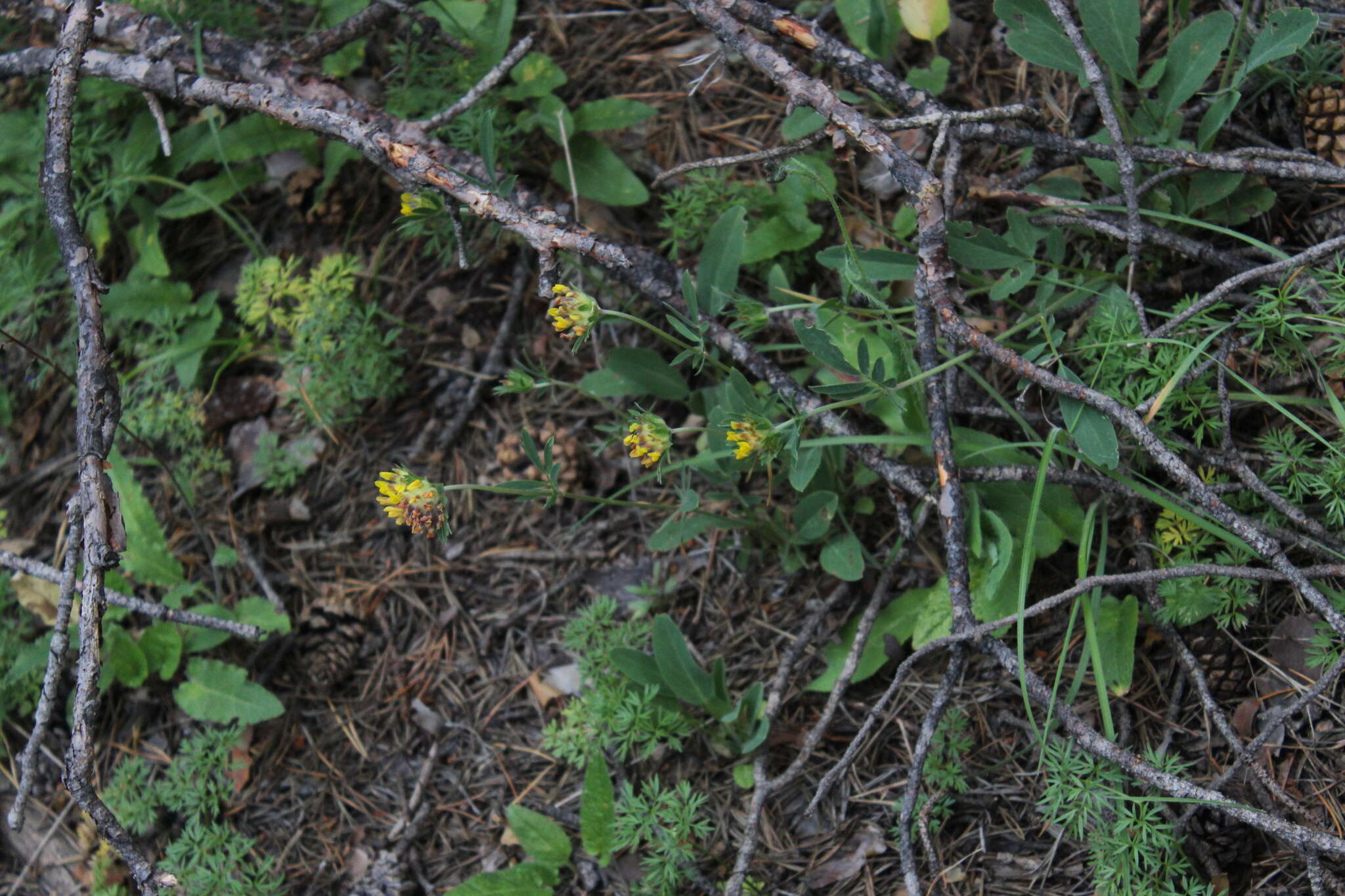 Image of Anthyllis vulneraria subsp. boissieri (Sagorski) Bornm.