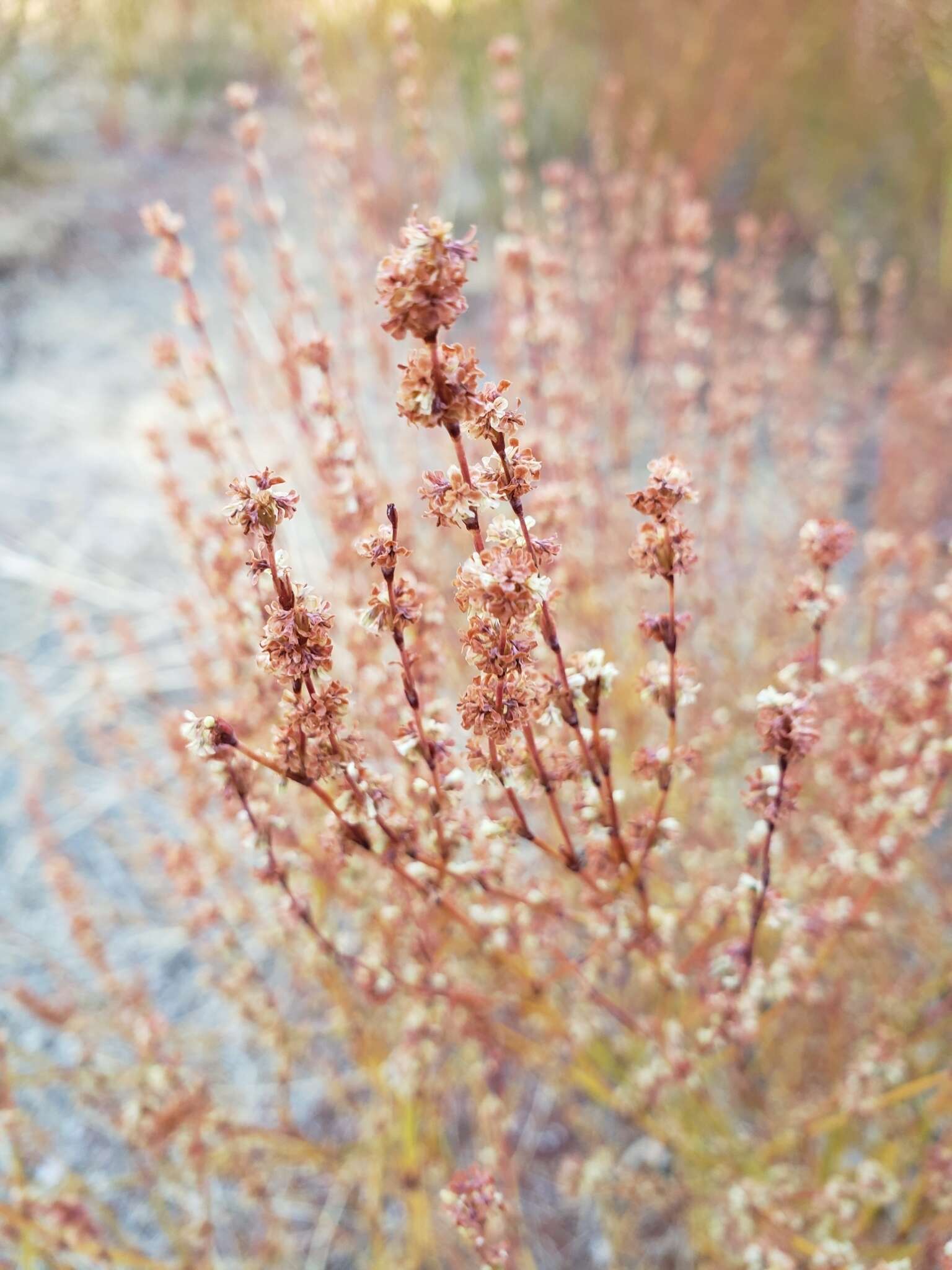 Imagem de Eriogonum gracile var. incultum J. L. Reveal