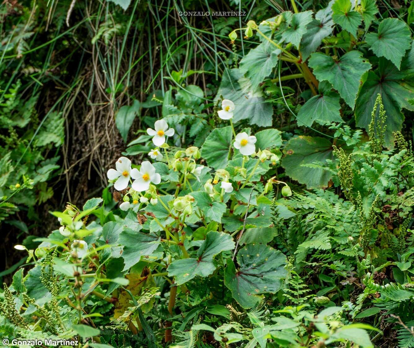 Image of Begonia micranthera Griseb.