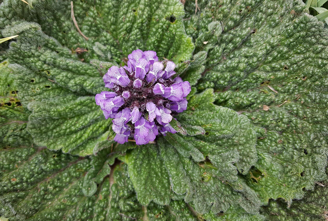 صورة Phlomoides rotata (Benth. ex Hook. fil.) Mathiesen