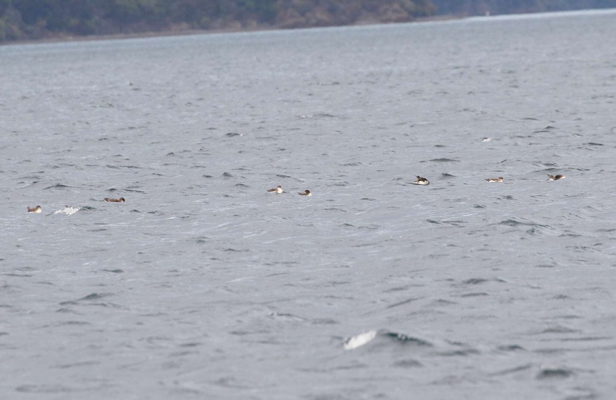 Image of Fluttering Shearwater