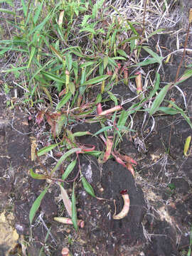 Image of Nepenthes kampotiana Lecomte