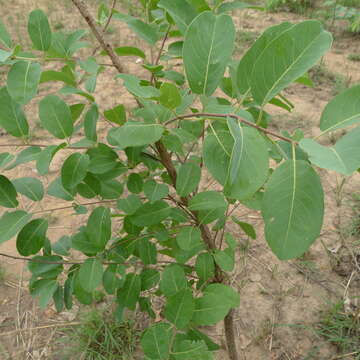 Image de Terminalia engleri Gere & Boatwr.