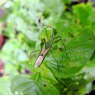 Image of Homoeocerus (Anacanthocoris) angulatus Westwood 1842