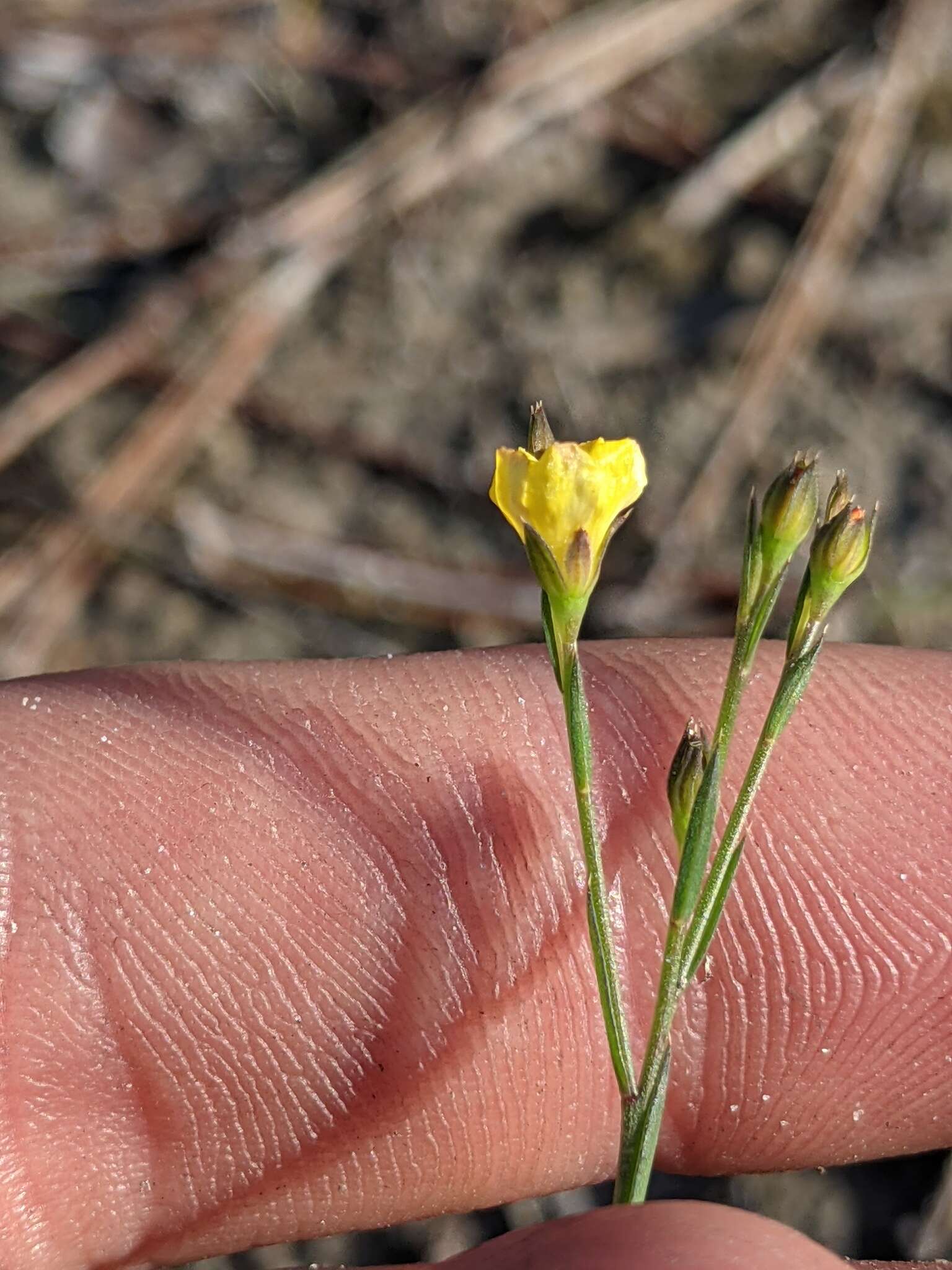 Image of Florida Yellow Flax