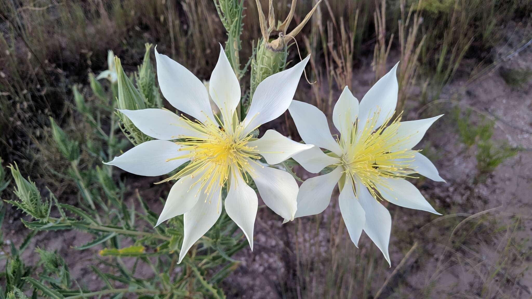 Image of tenpetal blazingstar