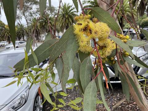 Image of lemon-flower gum